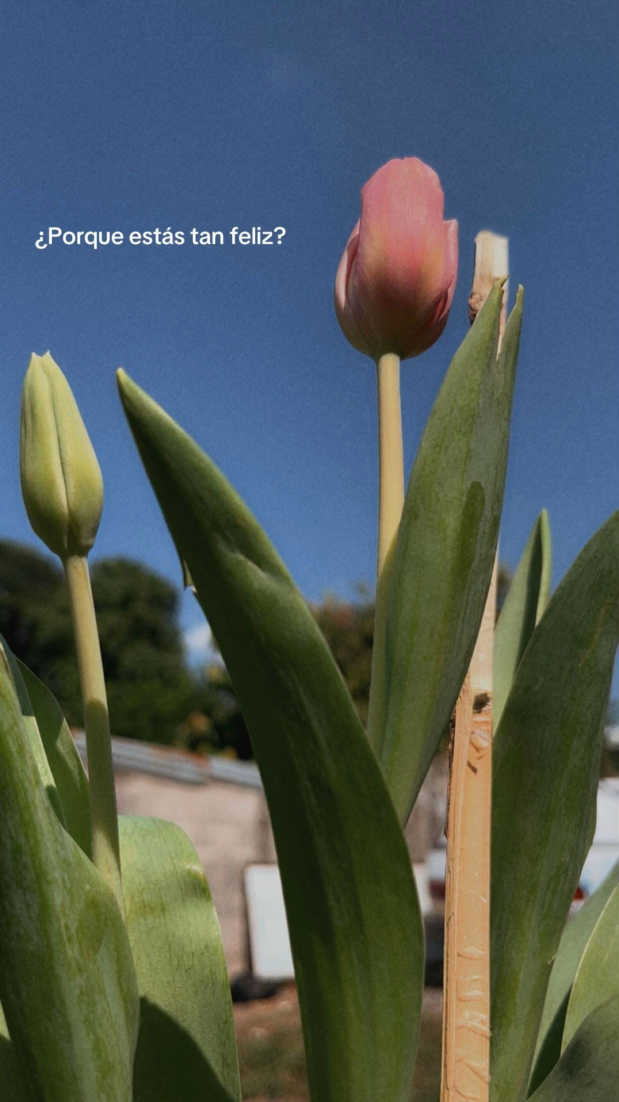 Post 2 by C A M I L A on TikTok (video)