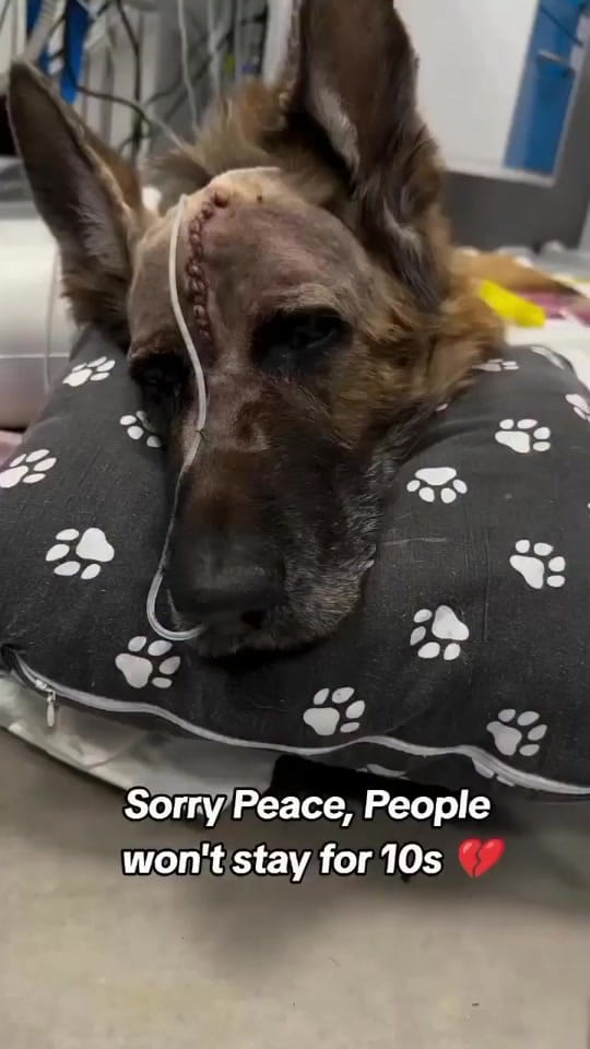 Post 8 by arrange animal shelter on TikTok (video)