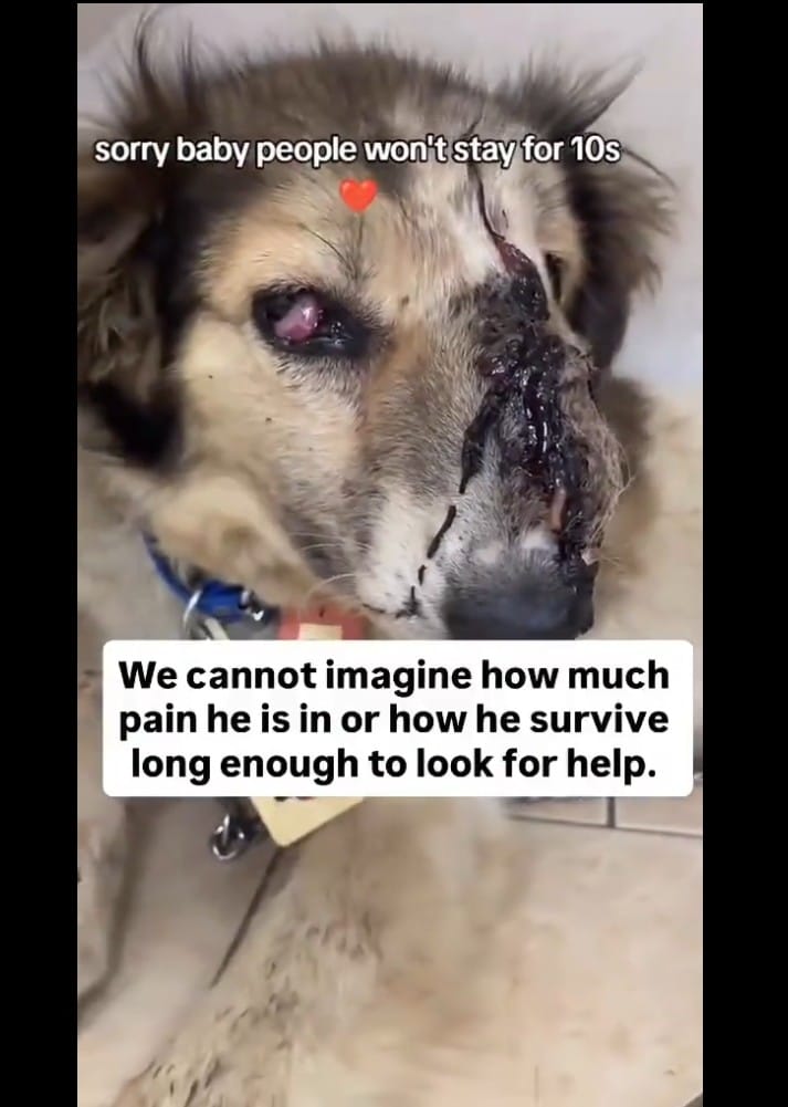 Post 2 by arrange animal shelter on TikTok (video)