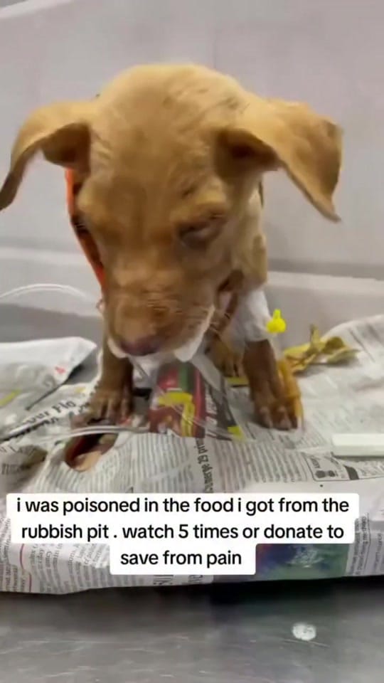 Post 9 by arrange animal shelter on TikTok (video)