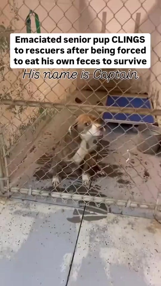 Post 7 by arrange animal shelter on TikTok (video)