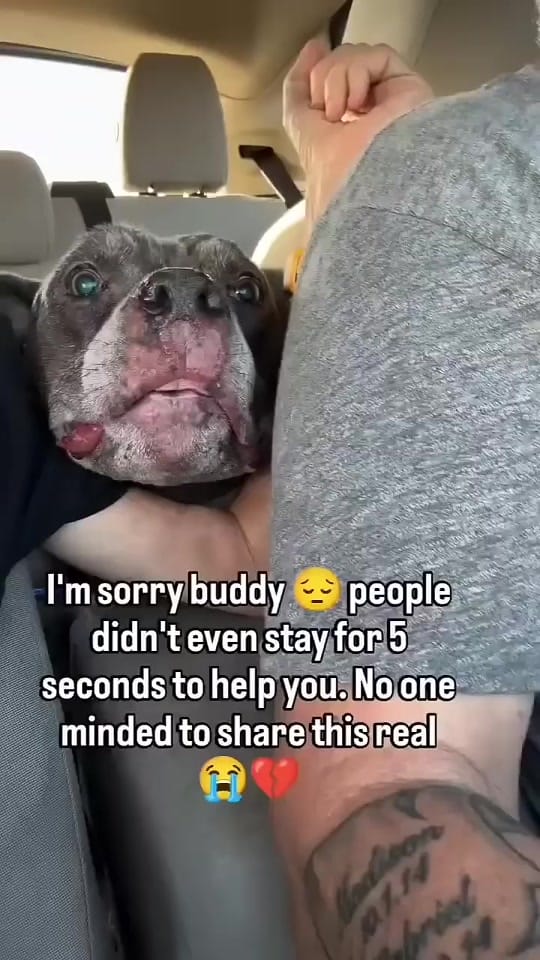 Post 3 by arrange animal shelter on TikTok (video)
