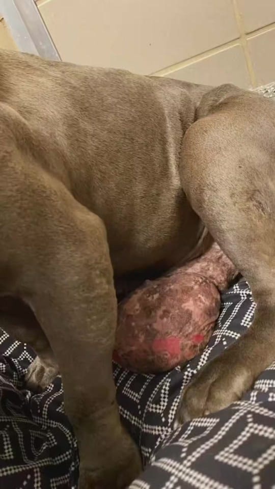 Post 6 by arrange animal shelter on TikTok (video)