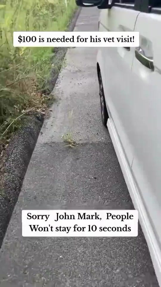 Post 4 by arrange animal shelter on TikTok (video)