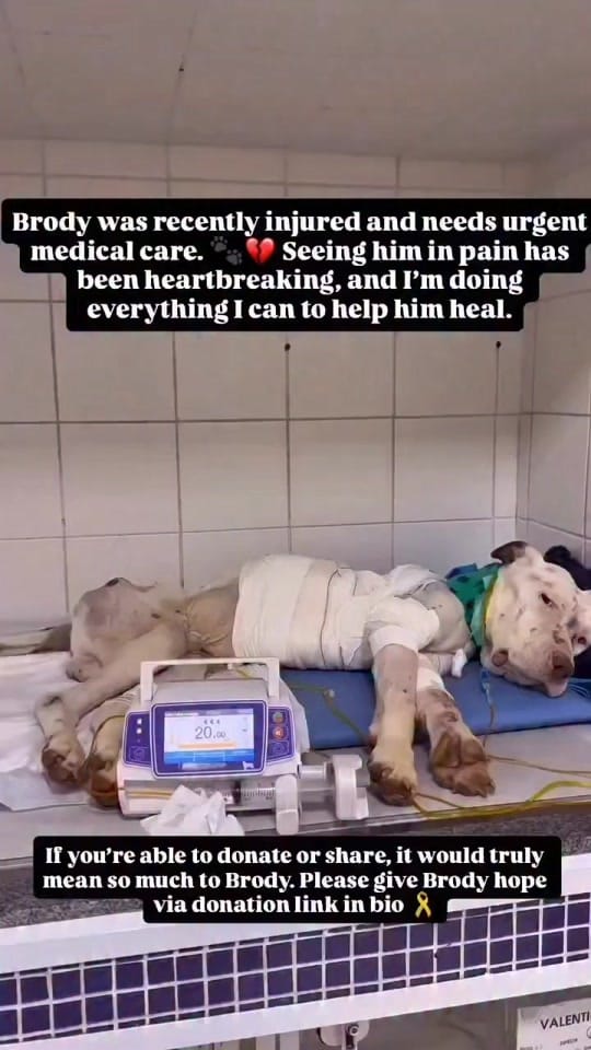 Post 5 by arrange animal shelter on TikTok (video)