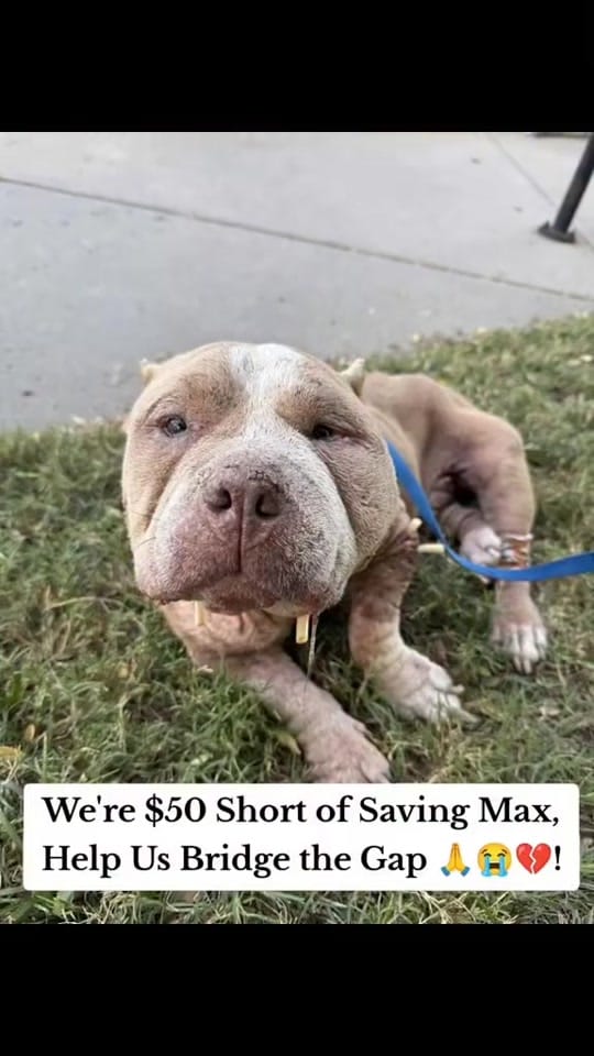Post 1 by arrange animal shelter on TikTok (video)