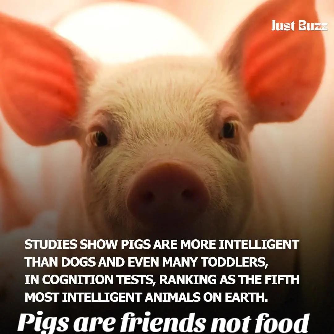 Post 6 by Sweet Savage on TikTok (video)