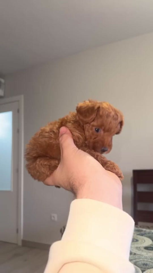 Post 5 by elpellejashow on TikTok (video)