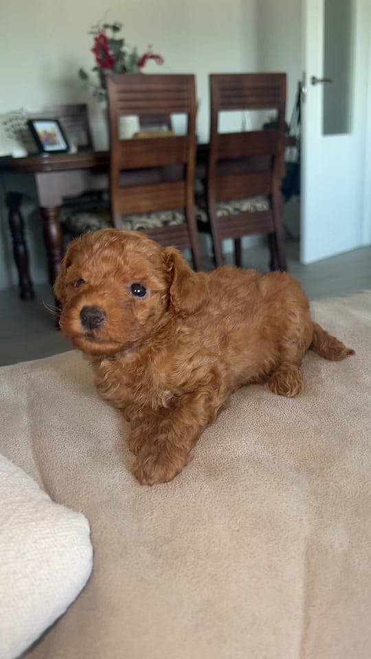 Post 6 by elpellejashow on TikTok (video)