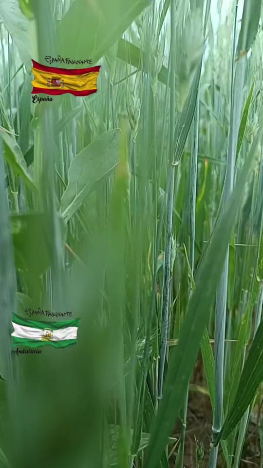 Post 2 by carmona on TikTok (video)