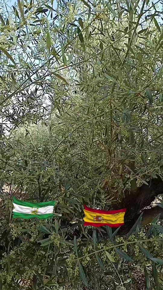 Post 3 by carmona on TikTok (video)