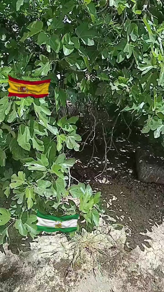 Post 1 by carmona on TikTok (video)