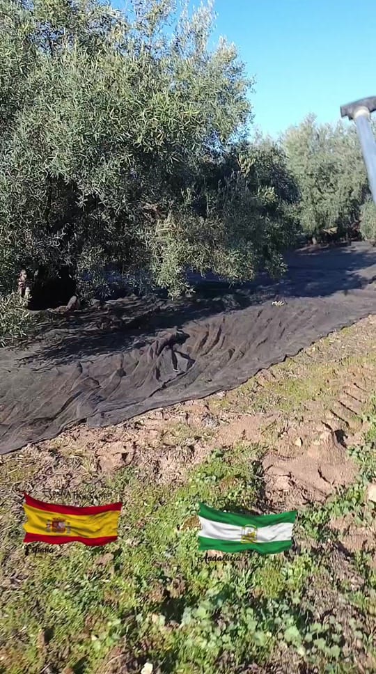 Post 4 by carmona on TikTok (video)