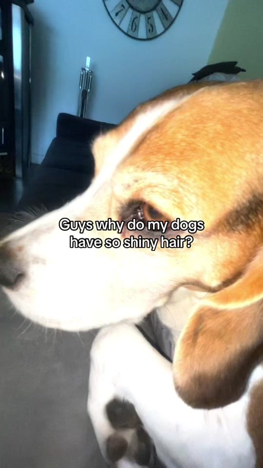 Post 1 by Delphinchen on TikTok (video)