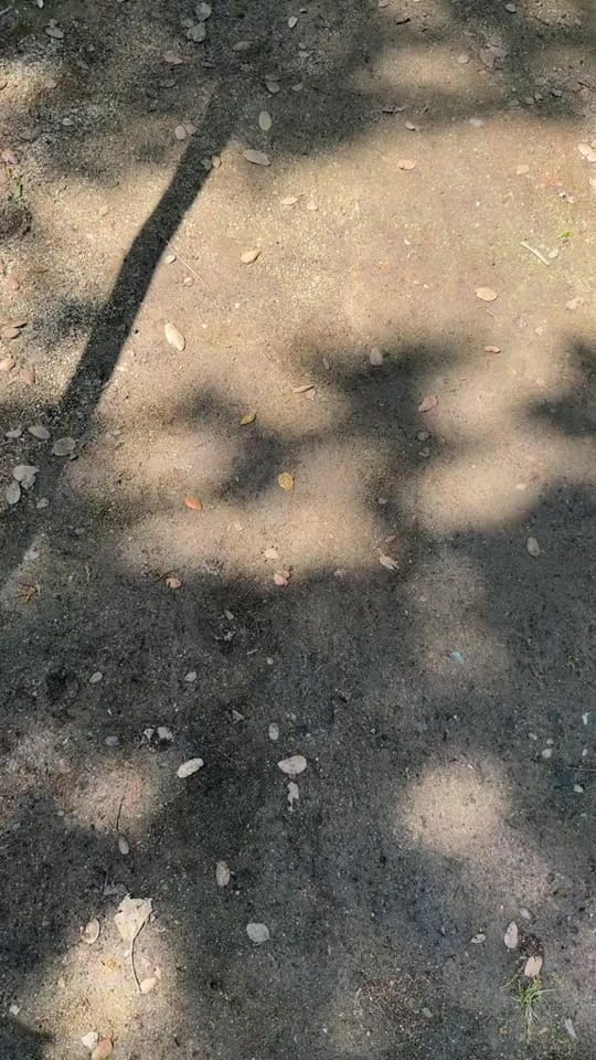 Post 10 by paloma wool on TikTok (video)