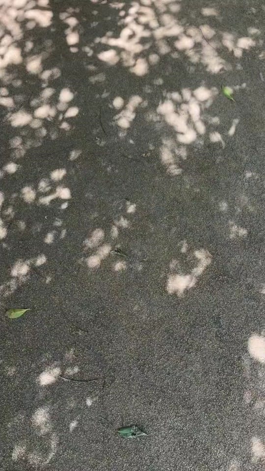 Post 9 by paloma wool on TikTok (video)