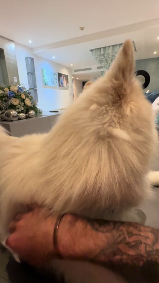 Post 8 by Michel Escalle on TikTok (video)
