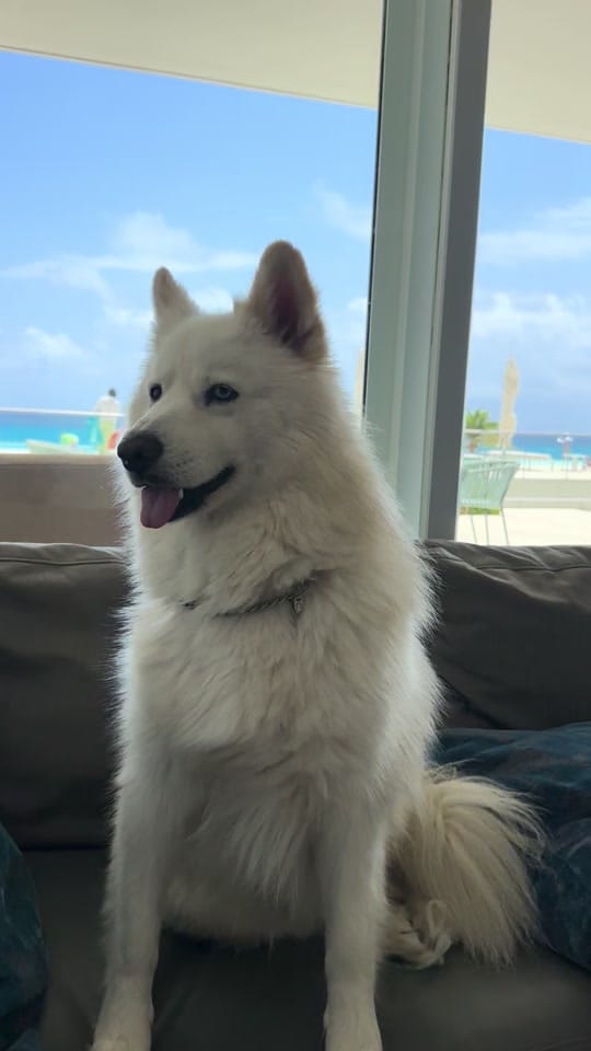 Post 7 by Michel Escalle on TikTok (video)