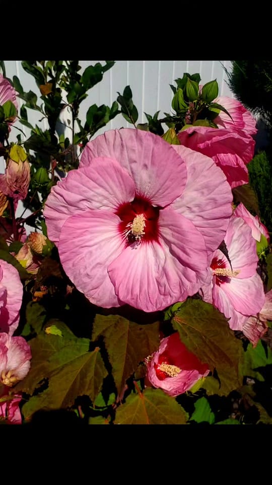 Post 2 by Mark Thomas on TikTok (video)