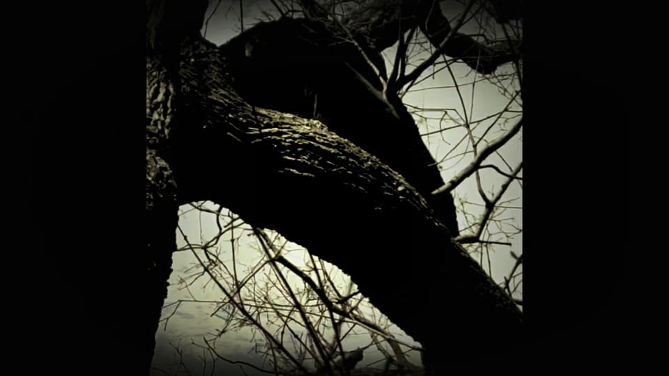 Post 3 by Pebo Wilson on TikTok (video)