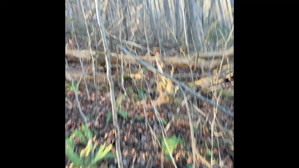 Post 8 by Pebo Wilson on TikTok (video)