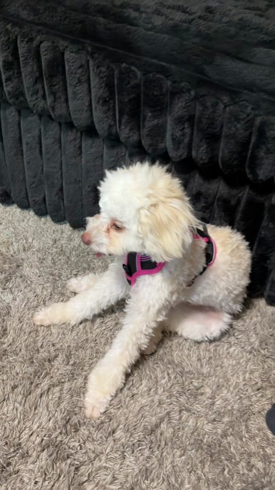 Post 3 by 🌺~JIEL~🇵🇭🇹🇼🇺🇸 on TikTok (video)