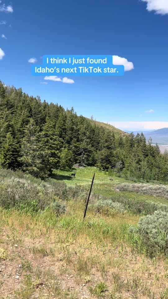 Post 8 by Good Buddy Rich on TikTok (video)