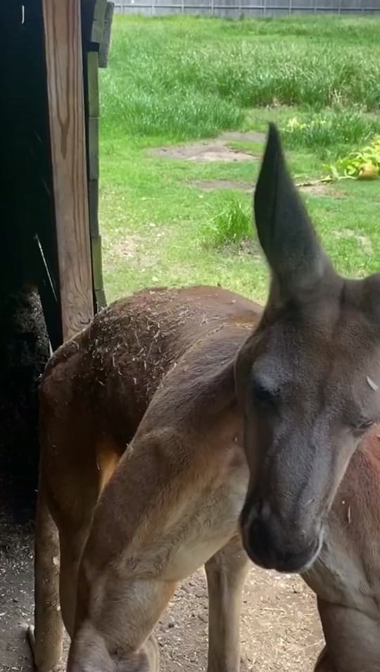 Post 2 by Alex el pintor on TikTok (video)