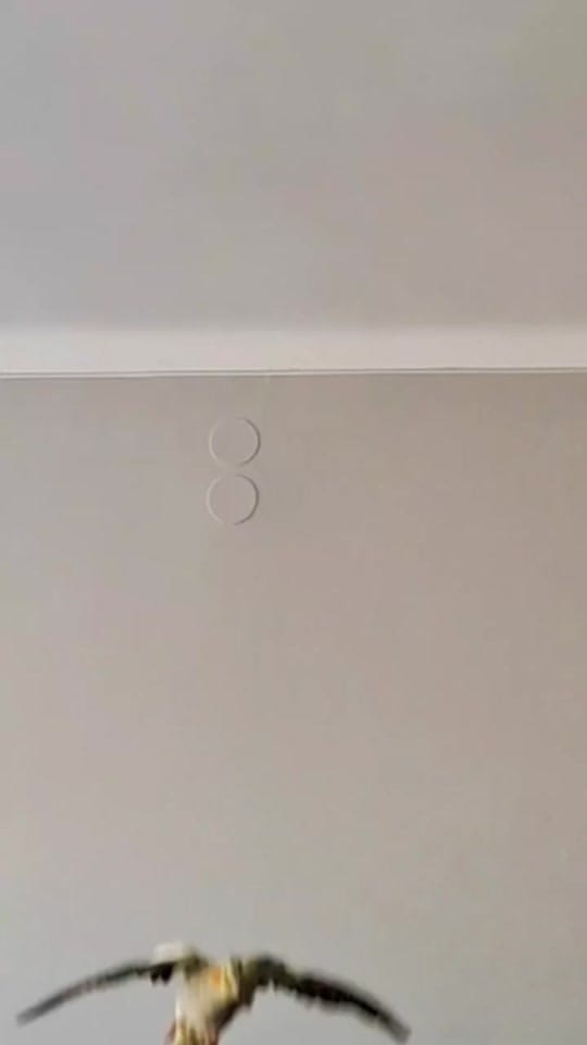 Post 8 by The Bird Band on TikTok (video)