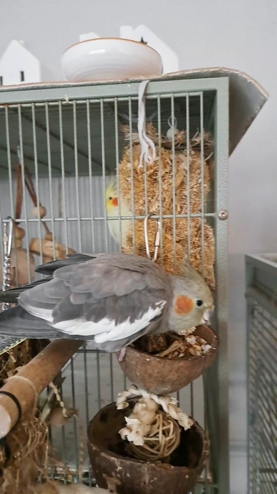 Post 6 by The Bird Band on TikTok (video)
