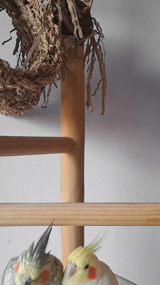 Post 4 by The Bird Band on TikTok (video)