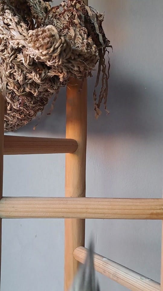 Post 3 by The Bird Band on TikTok (video)