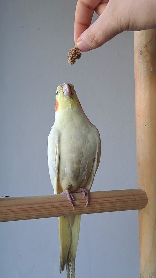 Post 2 by The Bird Band on TikTok (video)