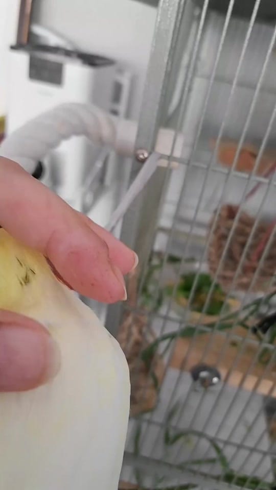 Post 9 by The Bird Band on TikTok (video)