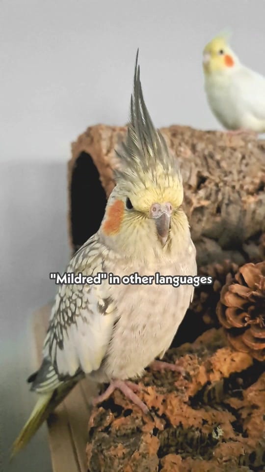 Post 5 by The Bird Band on TikTok (video)
