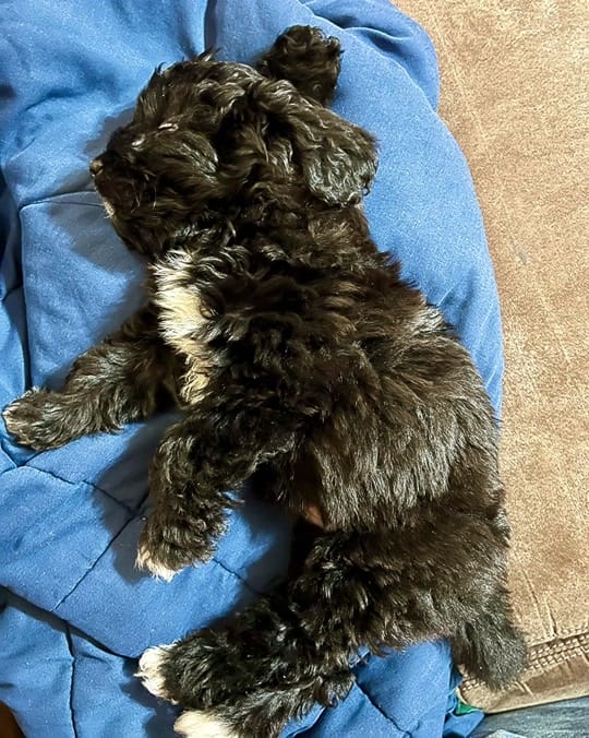 Post 3 by Rayvan Cook on TikTok (video)