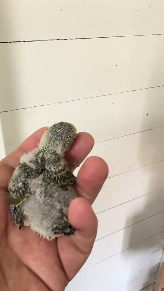 Post 5 by jd.canaries on TikTok (video)