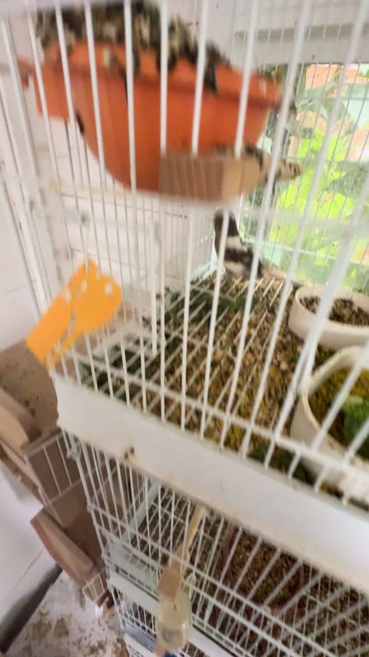 Post 1 by jd.canaries on TikTok (video)