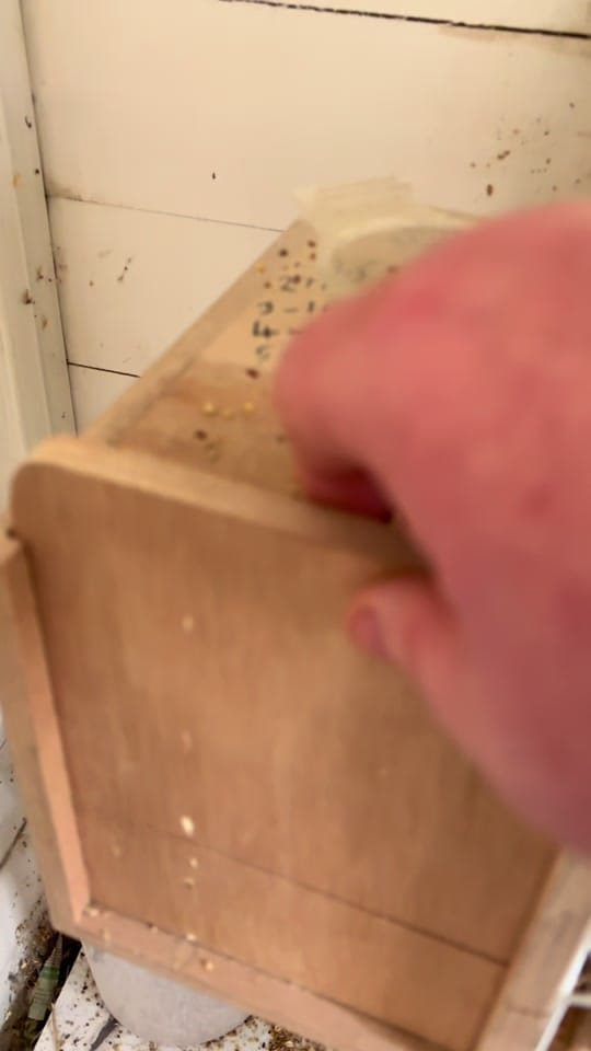 Post 3 by jd.canaries on TikTok (video)