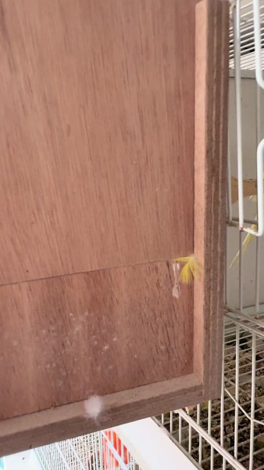 Post 2 by jd.canaries on TikTok (video)