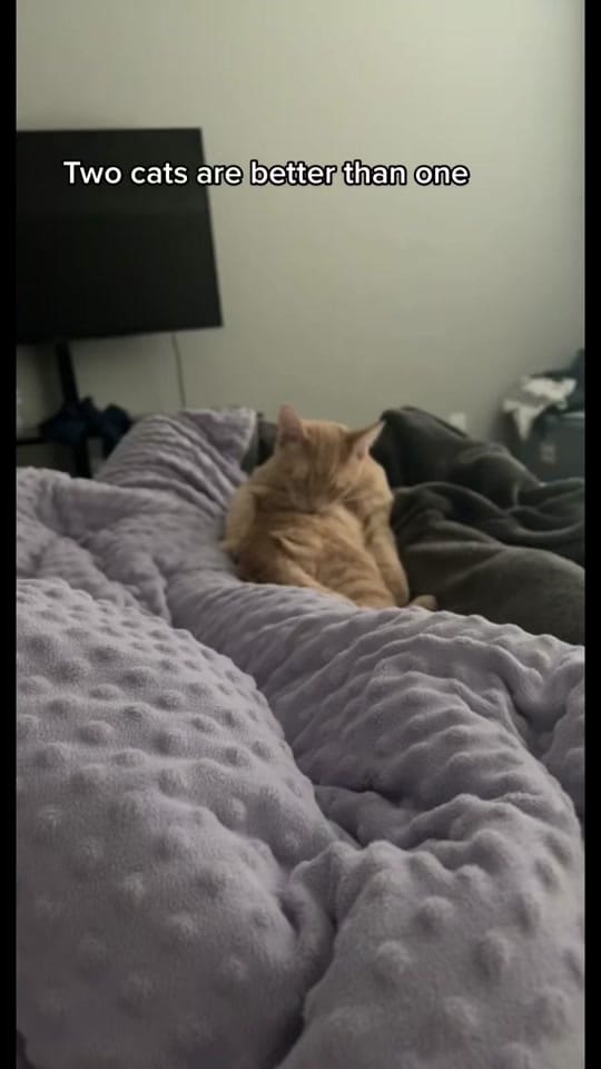 Post 5 by Courtney Allen 🎙️ on TikTok (video)