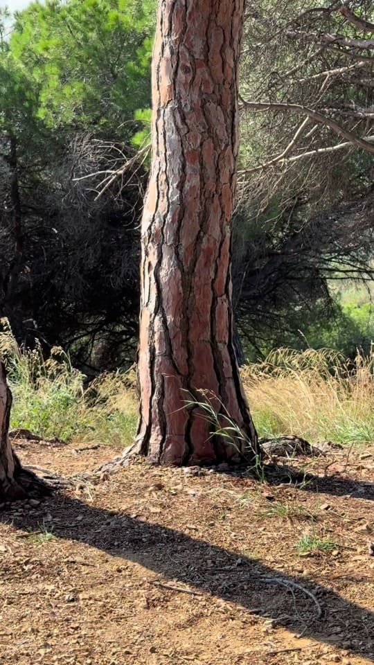 Post 4 by Wolli on TikTok (video)