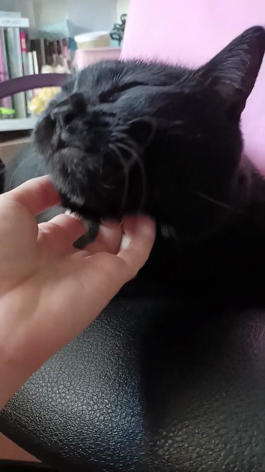 Post 10 by Mec (Pick•Chick 🐤) on TikTok (video)