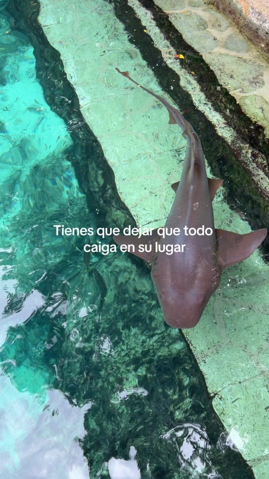 Post 10 by Samnavarrete on TikTok (video)