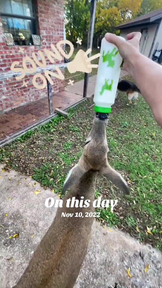 Post 1 by Amber Reneé on TikTok (video)