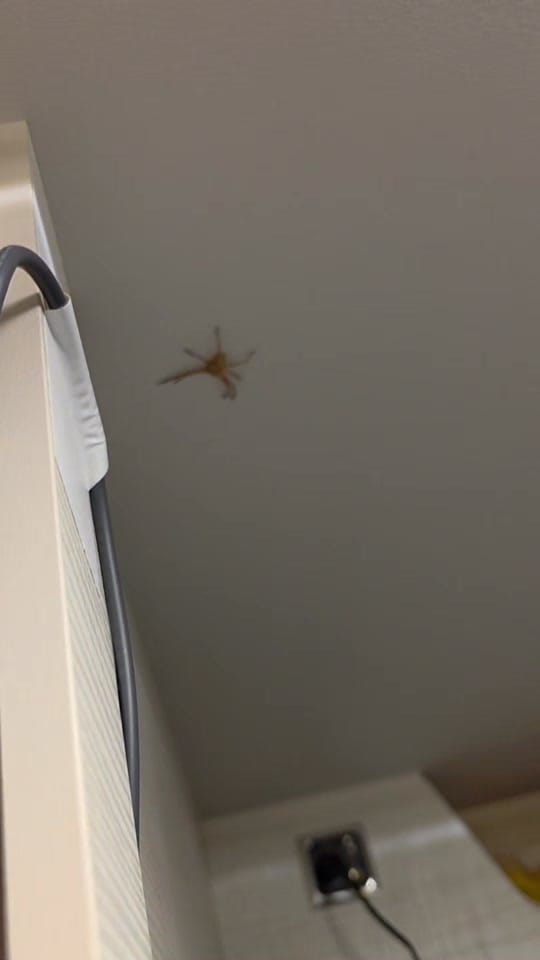 Post 8 by timofeiert on TikTok (video)