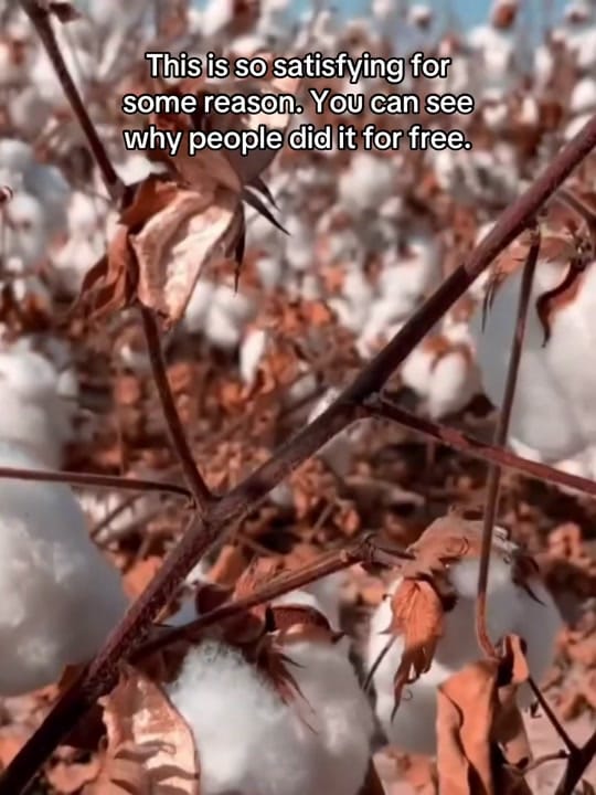 Post 9 by Wouldliker on TikTok (video)