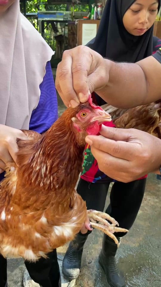 Post 6 by Kitchen Garden Batu 10 Lekir on TikTok (video)