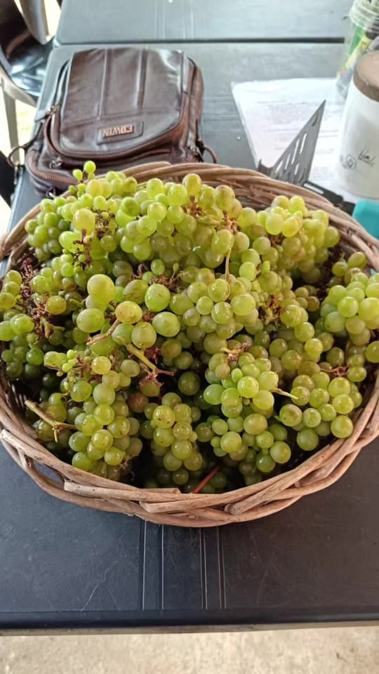 Post 5 by Kitchen Garden Batu 10 Lekir on TikTok (video)