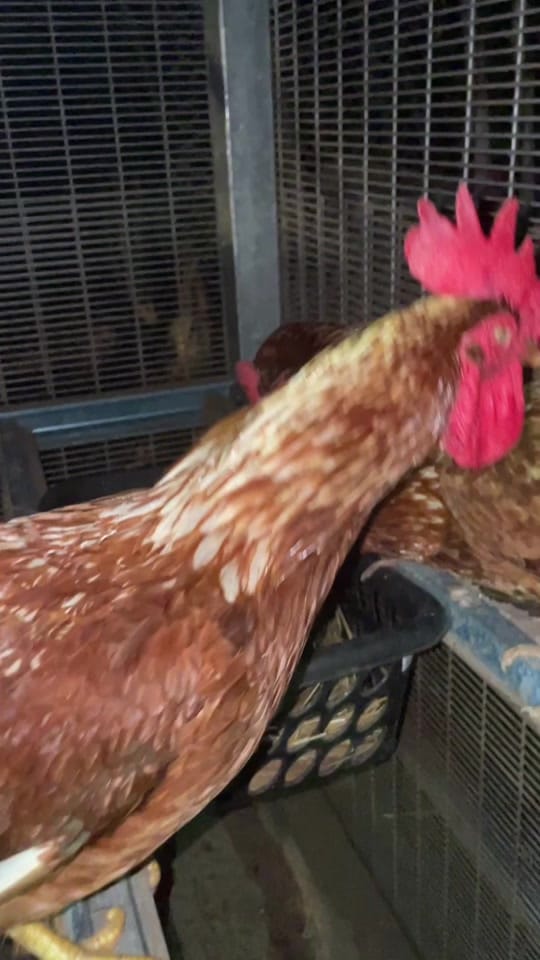 Post 1 by Kitchen Garden Batu 10 Lekir on TikTok (video)